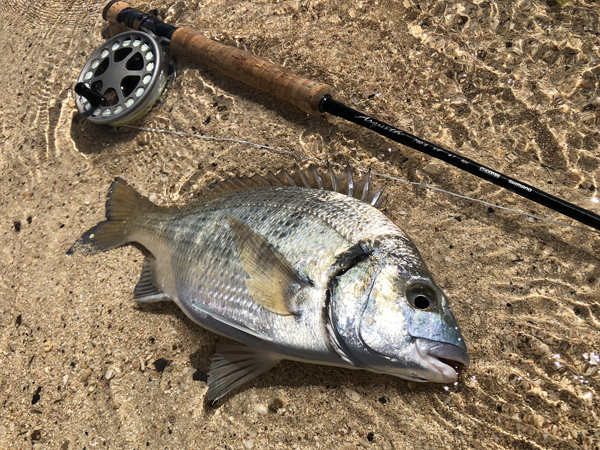 5/5 船釣り  Fishing team Rockers釣行記